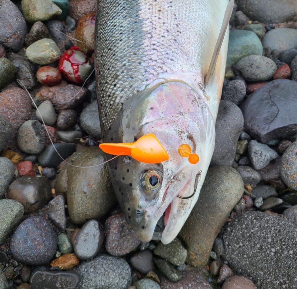 Steelhead with Twerk