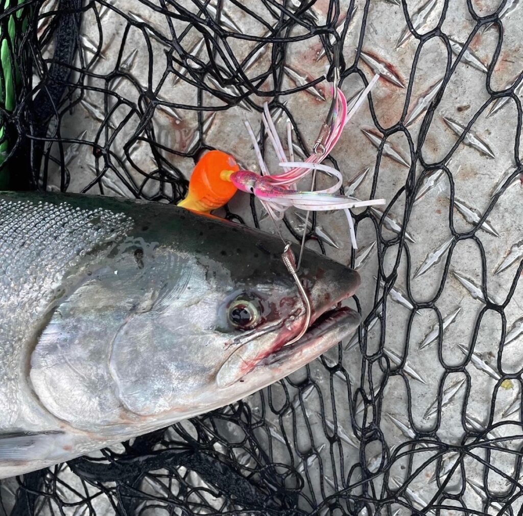 Salmon in fishing net with wacko