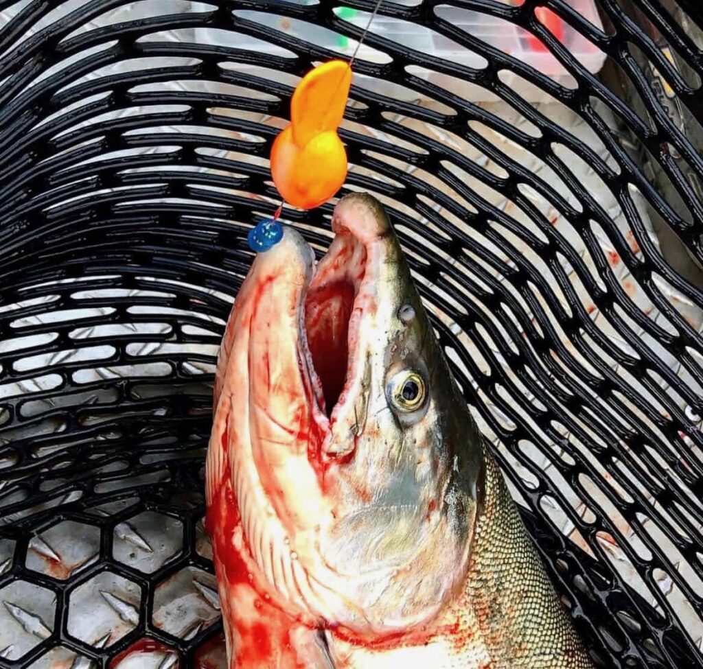 Salmon with Twerk in mouth