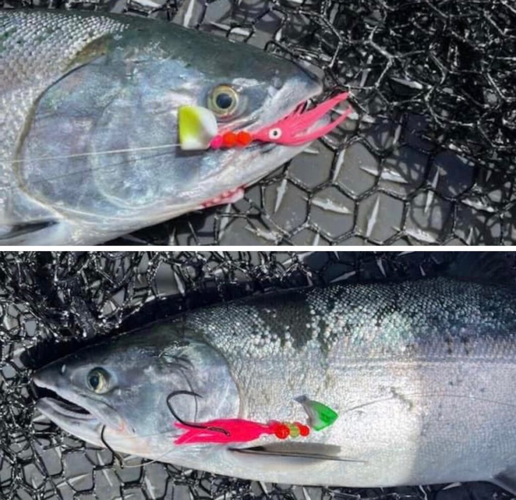 Two salmon with wacko in mouth