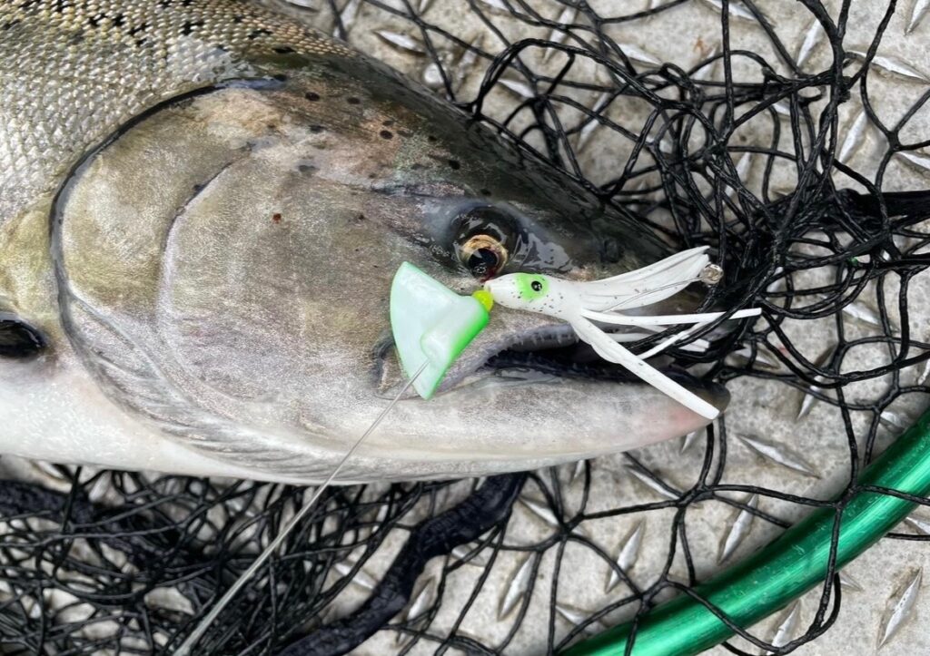 Salmon caught with Wacko spinner