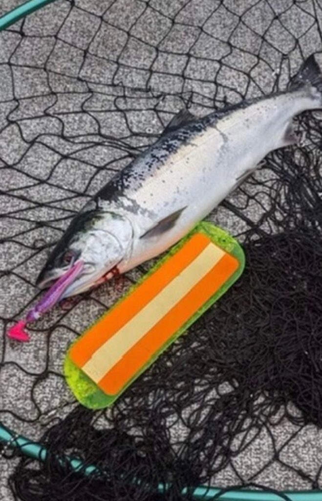 Salmon with Flasher