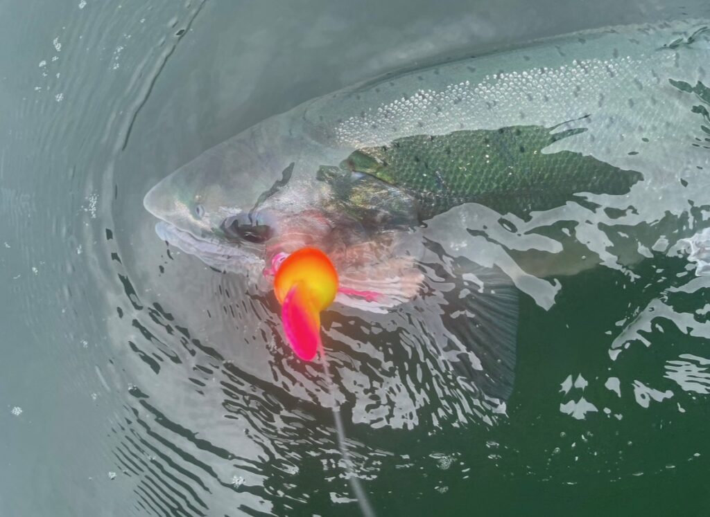 Salmon swimming with Wacko
