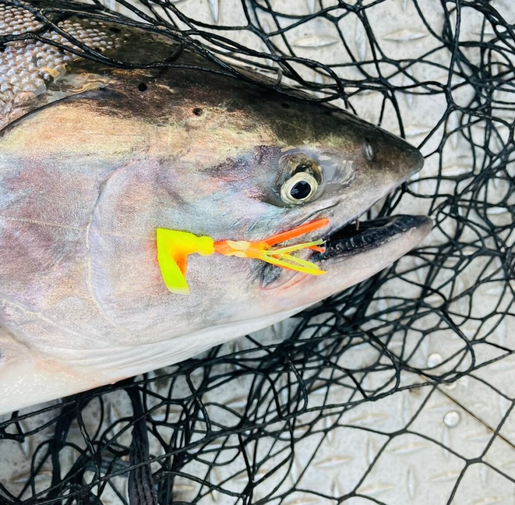 Salmon with Wacko Clinch
