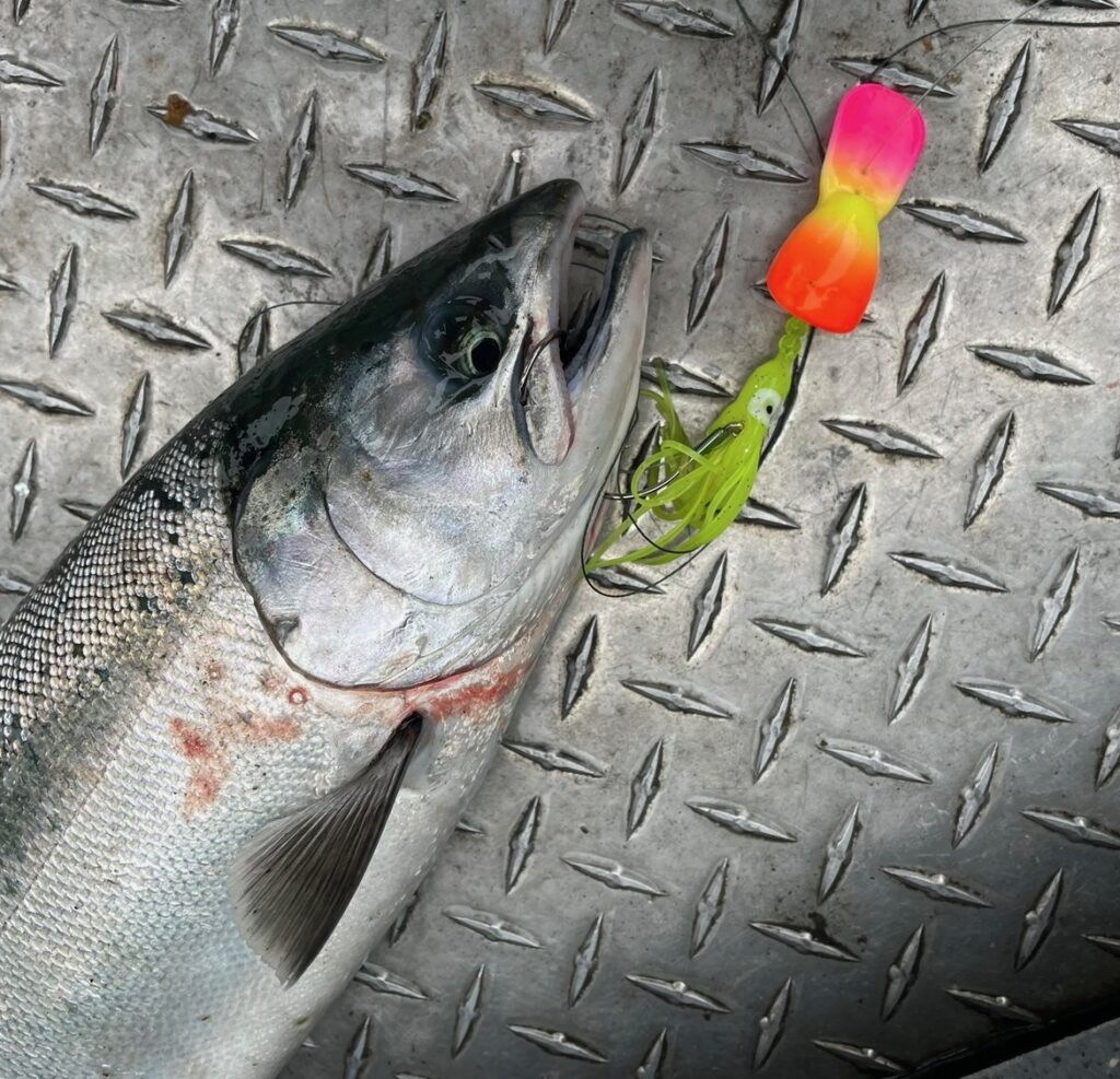 Salmon caught with Twerk