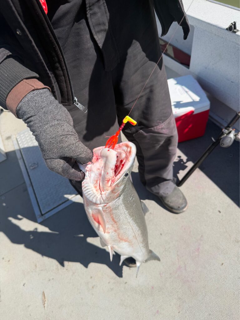Man holding salmon by mouth with wacko
