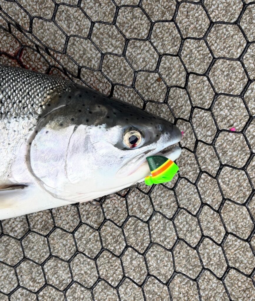 Salmon with Wacko